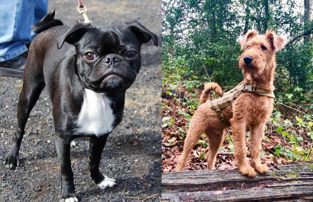 Irish Terrier vs Bugg - Breed Comparison