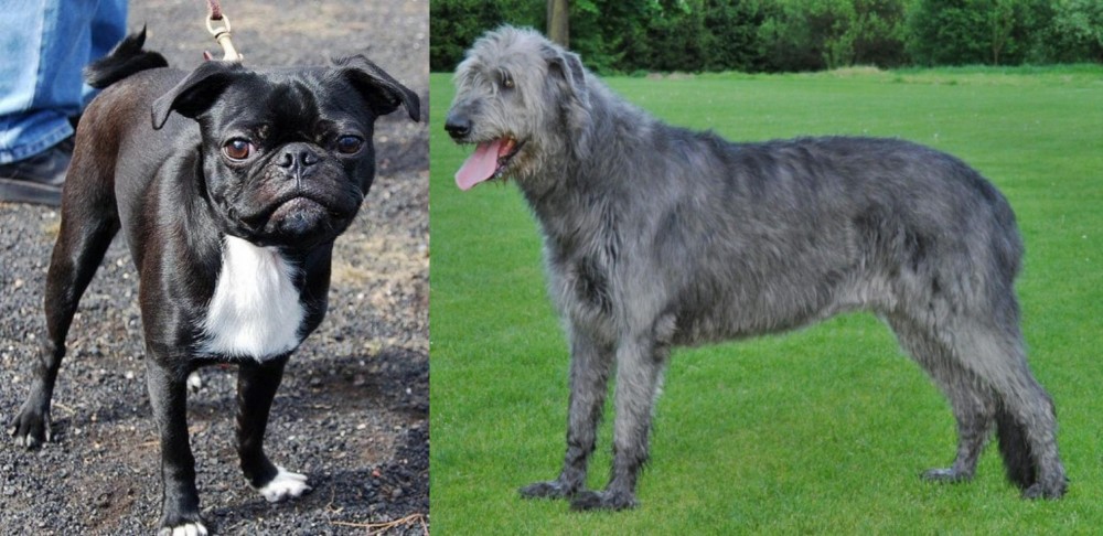 Irish Wolfhound vs Bugg - Breed Comparison