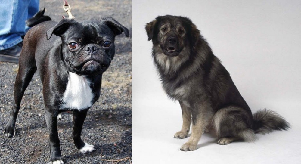 Istrian Sheepdog vs Bugg - Breed Comparison