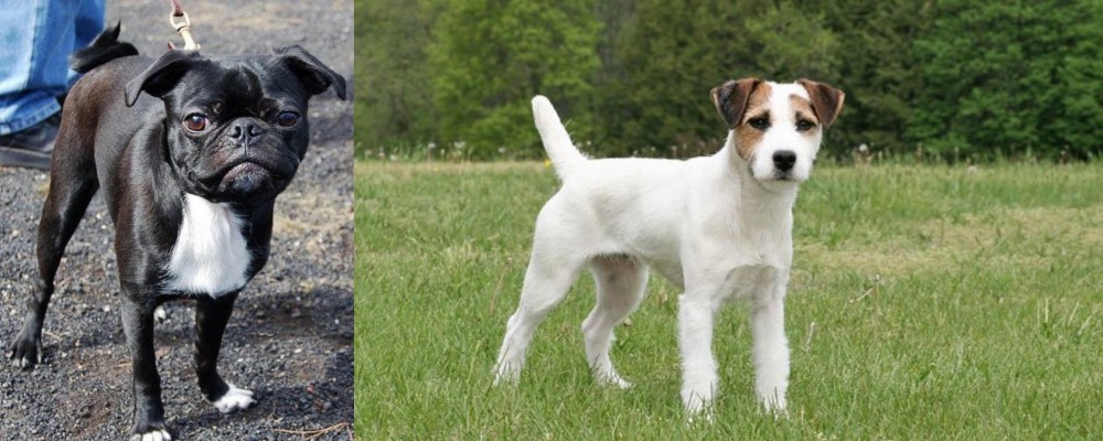 Jack Russell Terrier vs Bugg - Breed Comparison