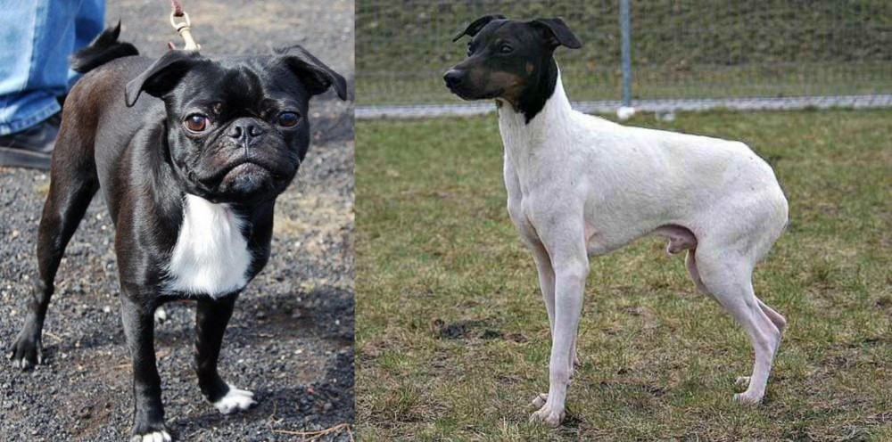 Japanese Terrier vs Bugg - Breed Comparison