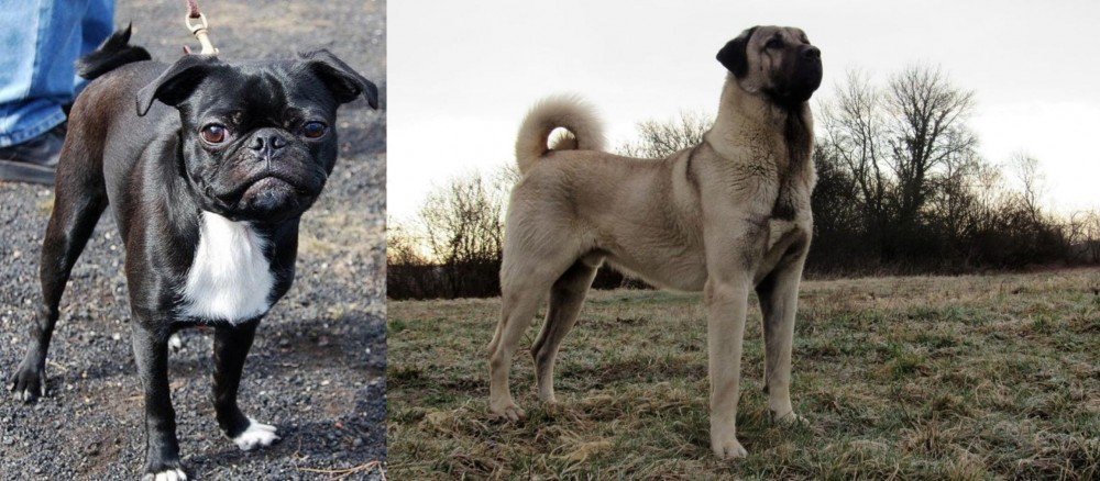 Kangal Dog vs Bugg - Breed Comparison