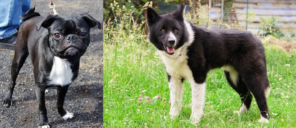 Karelian Bear Dog vs Bugg - Breed Comparison