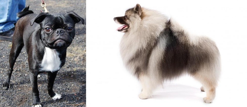 Keeshond vs Bugg - Breed Comparison