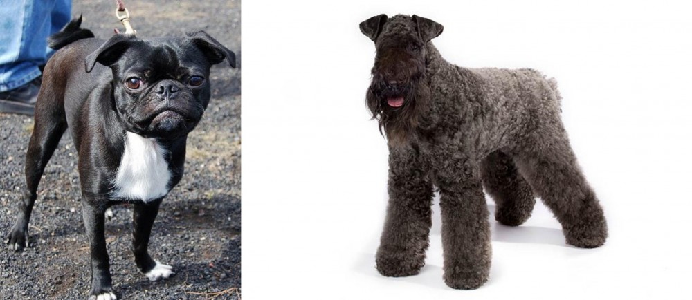 Kerry Blue Terrier vs Bugg - Breed Comparison
