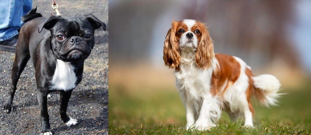 King Charles Spaniel vs Bugg - Breed Comparison