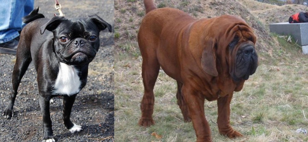 Korean Mastiff vs Bugg - Breed Comparison