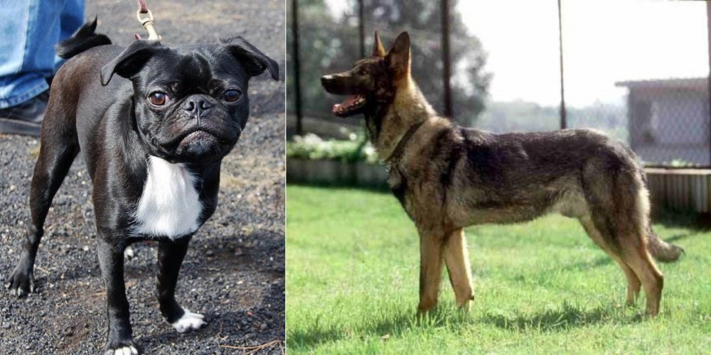 Kunming Dog vs Bugg - Breed Comparison