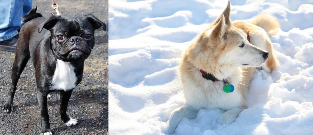Labrador Husky vs Bugg - Breed Comparison