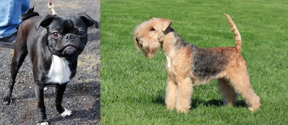 Lakeland Terrier vs Bugg - Breed Comparison