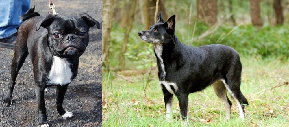 Lapponian Herder vs Bugg - Breed Comparison
