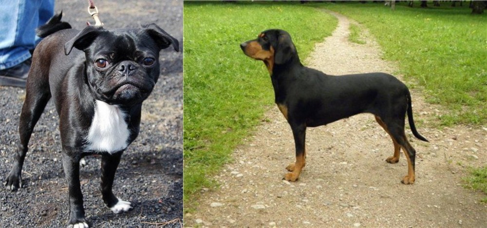 Latvian Hound vs Bugg - Breed Comparison