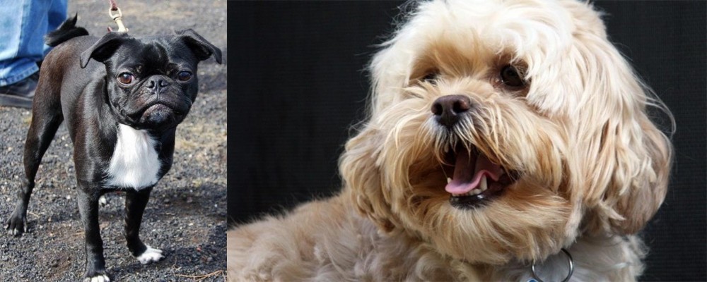 Lhasapoo vs Bugg - Breed Comparison
