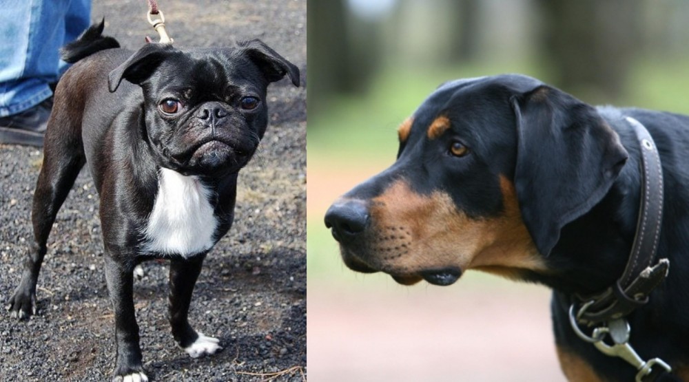 Lithuanian Hound vs Bugg - Breed Comparison