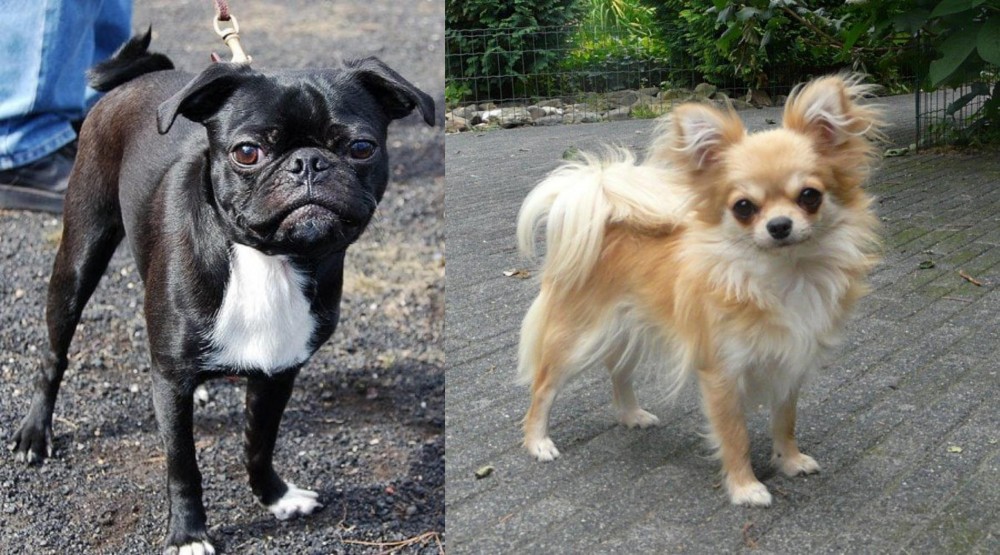Long Haired Chihuahua vs Bugg - Breed Comparison