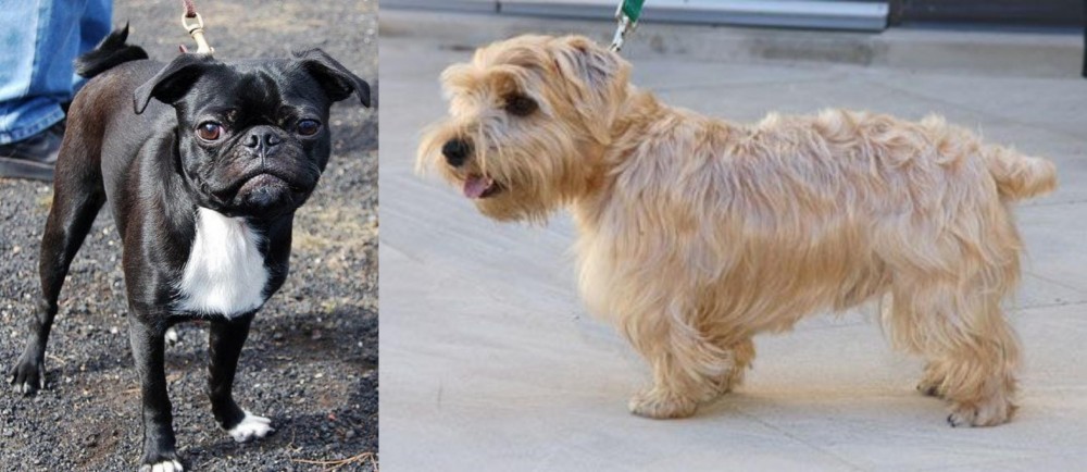 Lucas Terrier vs Bugg - Breed Comparison