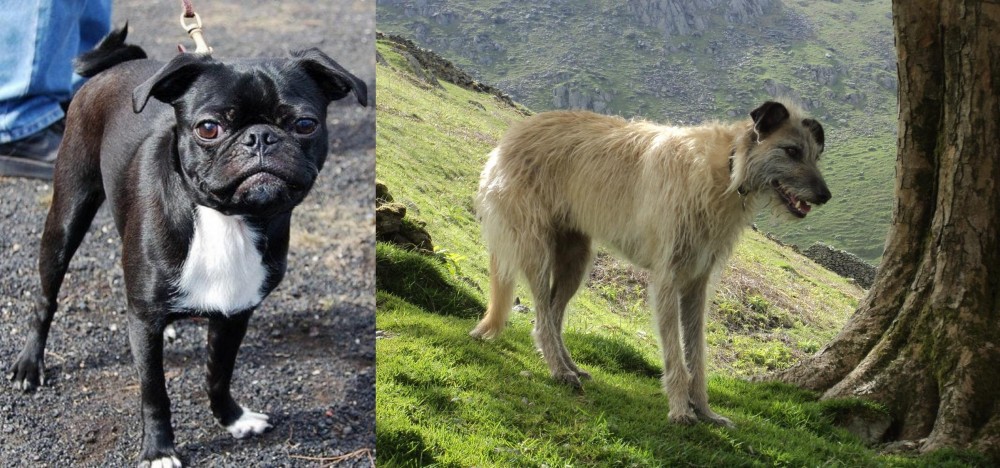Lurcher vs Bugg - Breed Comparison