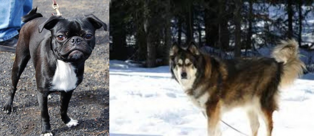 Mackenzie River Husky vs Bugg - Breed Comparison