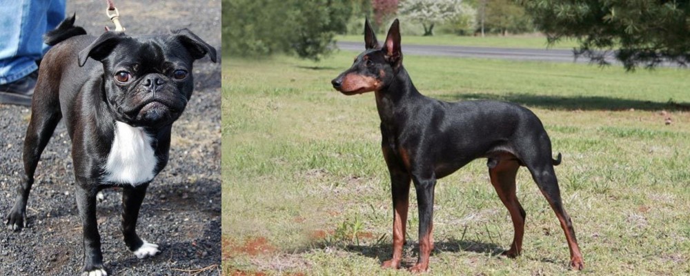 Manchester Terrier vs Bugg - Breed Comparison