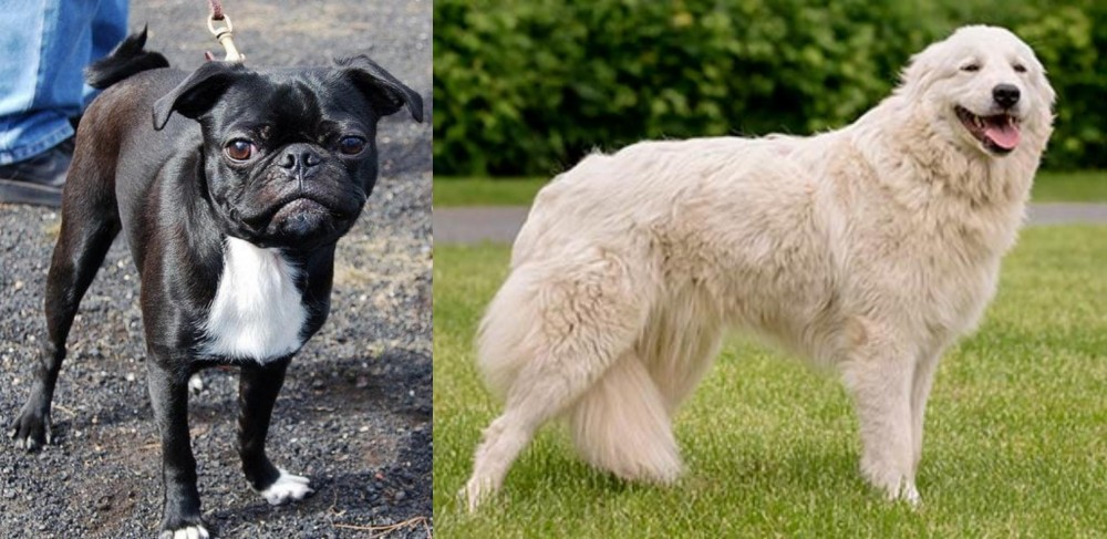 Maremma Sheepdog vs Bugg - Breed Comparison