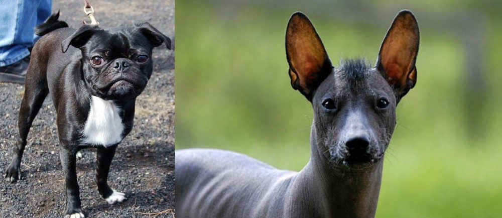 Mexican Hairless vs Bugg - Breed Comparison