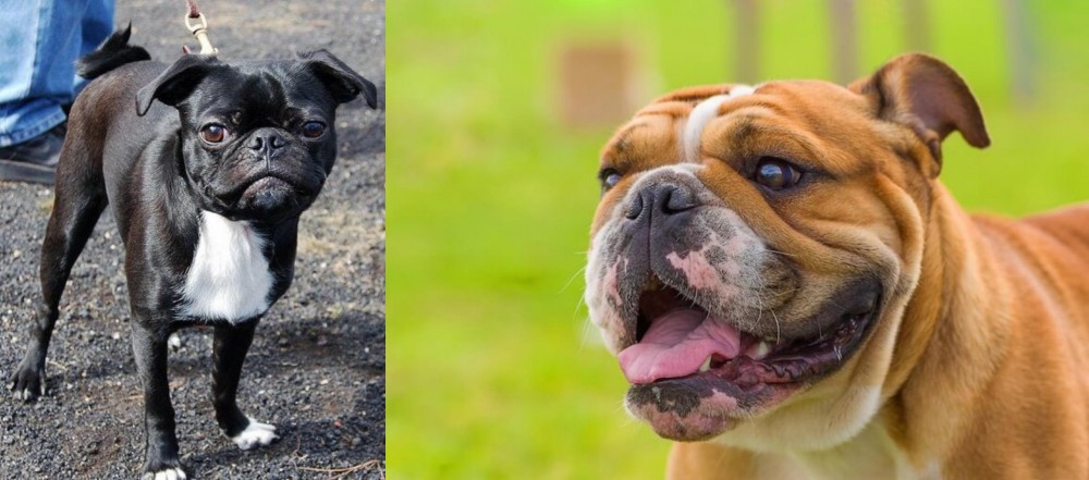 Miniature English Bulldog vs Bugg - Breed Comparison