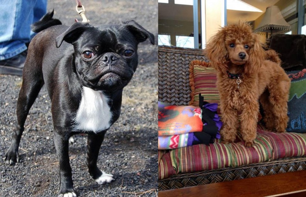 Miniature Poodle vs Bugg - Breed Comparison