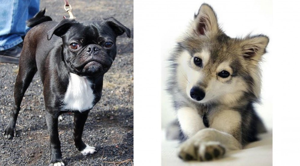Miniature Siberian Husky vs Bugg - Breed Comparison