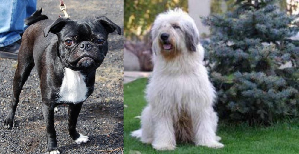 Mioritic Sheepdog vs Bugg - Breed Comparison
