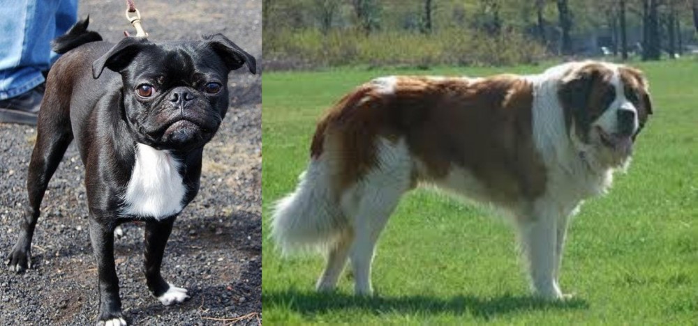 Moscow Watchdog vs Bugg - Breed Comparison