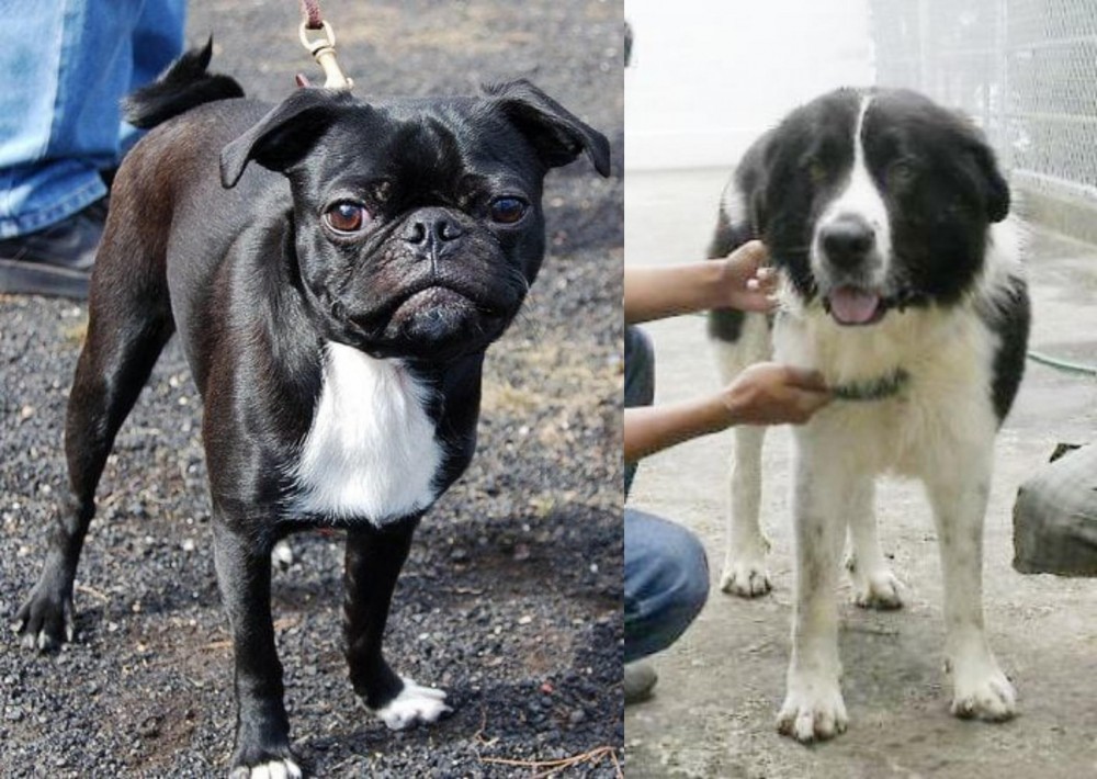 Mucuchies vs Bugg - Breed Comparison