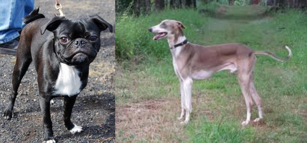 Mudhol Hound vs Bugg - Breed Comparison
