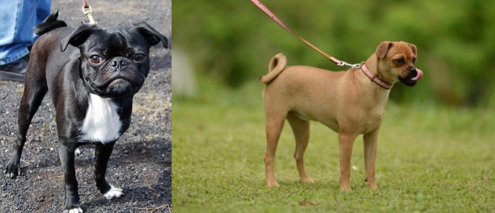 Muggin vs Bugg - Breed Comparison
