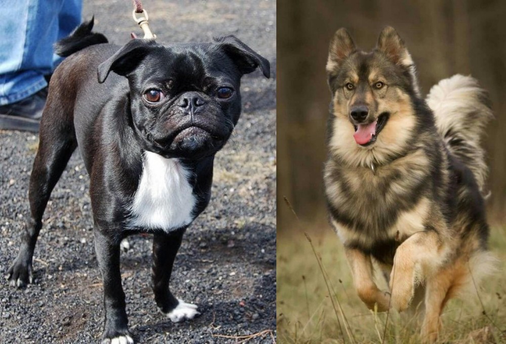 Native American Indian Dog vs Bugg - Breed Comparison
