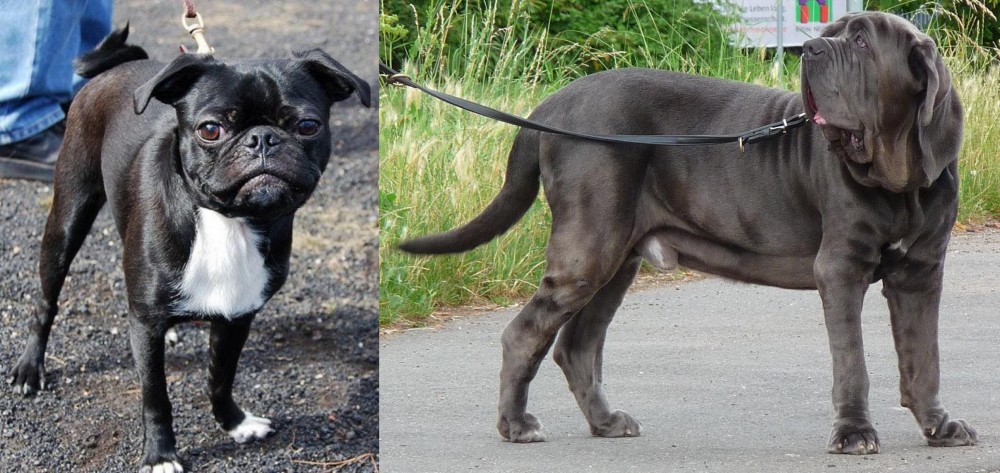Neapolitan Mastiff vs Bugg - Breed Comparison