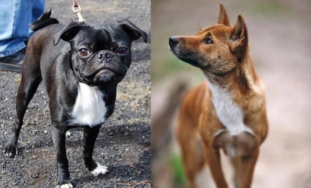 New Guinea Singing Dog vs Bugg - Breed Comparison