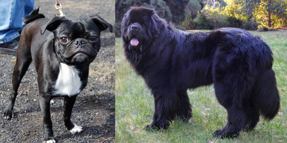 Newfoundland Dog vs Bugg - Breed Comparison