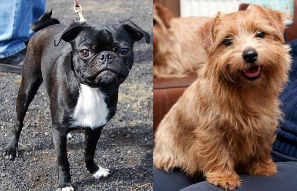 Norfolk Terrier vs Bugg - Breed Comparison