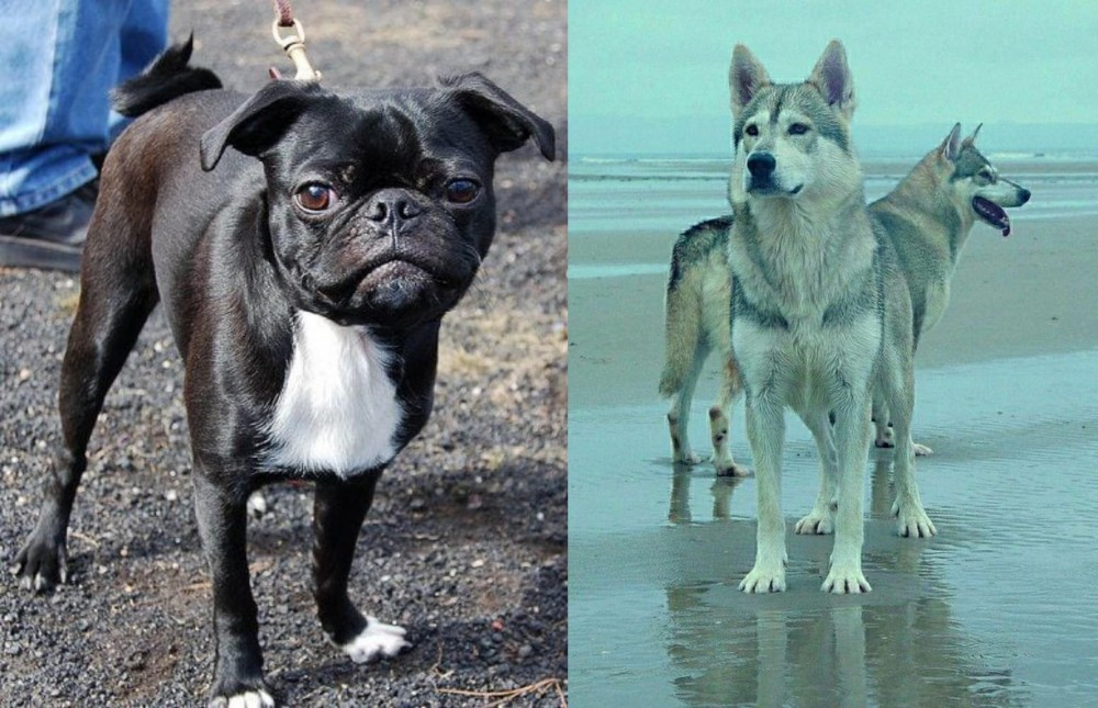 Northern Inuit Dog vs Bugg - Breed Comparison