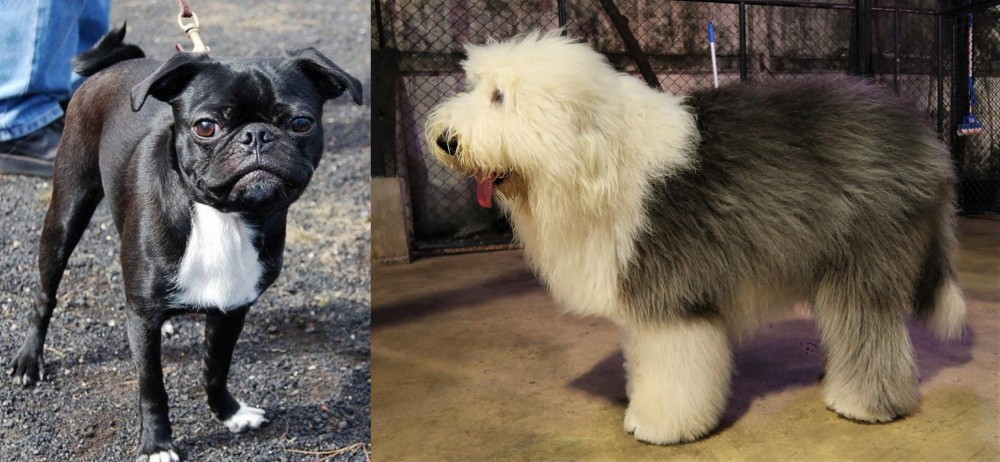 Old English Sheepdog vs Bugg - Breed Comparison