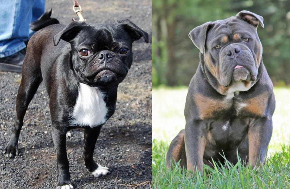 Olde English Bulldogge vs Bugg - Breed Comparison