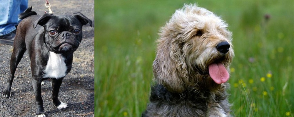 Otterhound vs Bugg - Breed Comparison