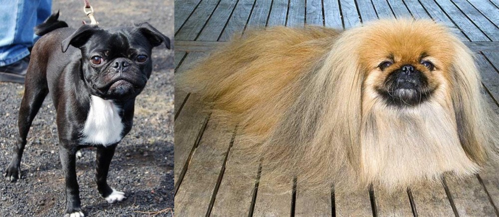 Pekingese vs Bugg - Breed Comparison