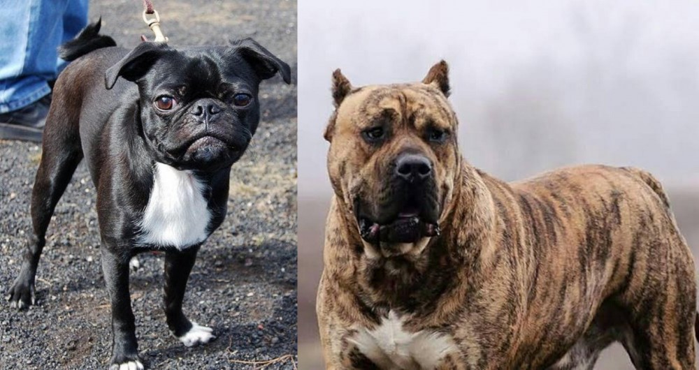 Perro de Presa Canario vs Bugg - Breed Comparison