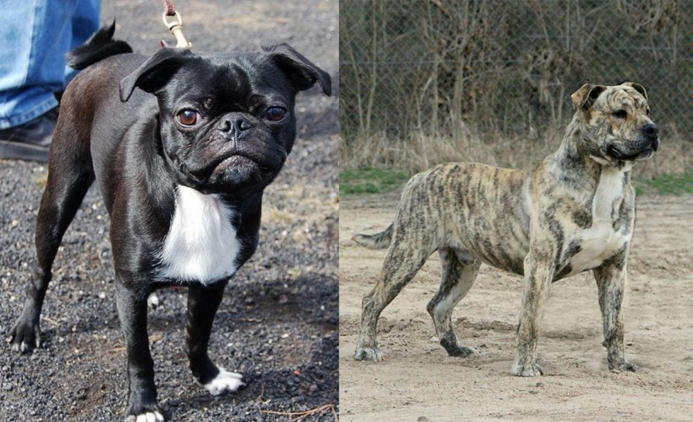 Perro de Presa Mallorquin vs Bugg - Breed Comparison