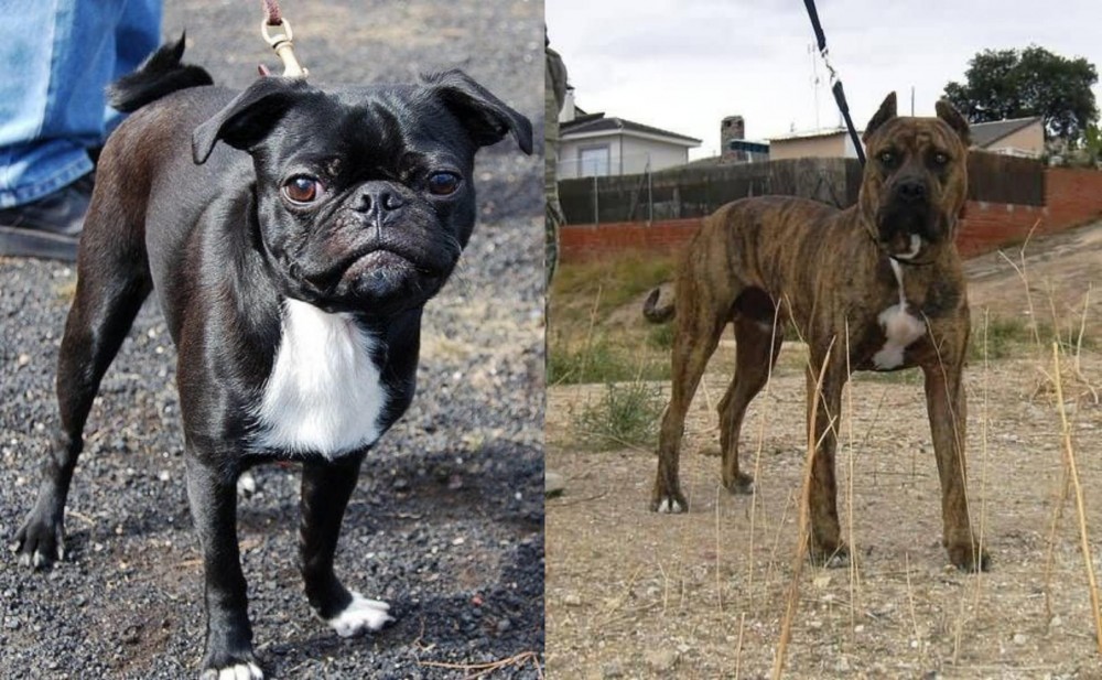 Perro de Toro vs Bugg - Breed Comparison