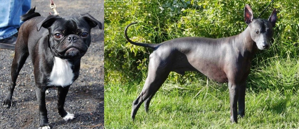 Peruvian Hairless vs Bugg - Breed Comparison