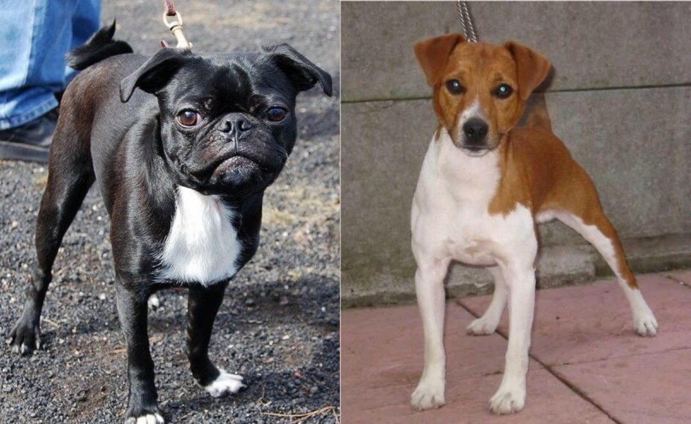 Plummer Terrier vs Bugg - Breed Comparison