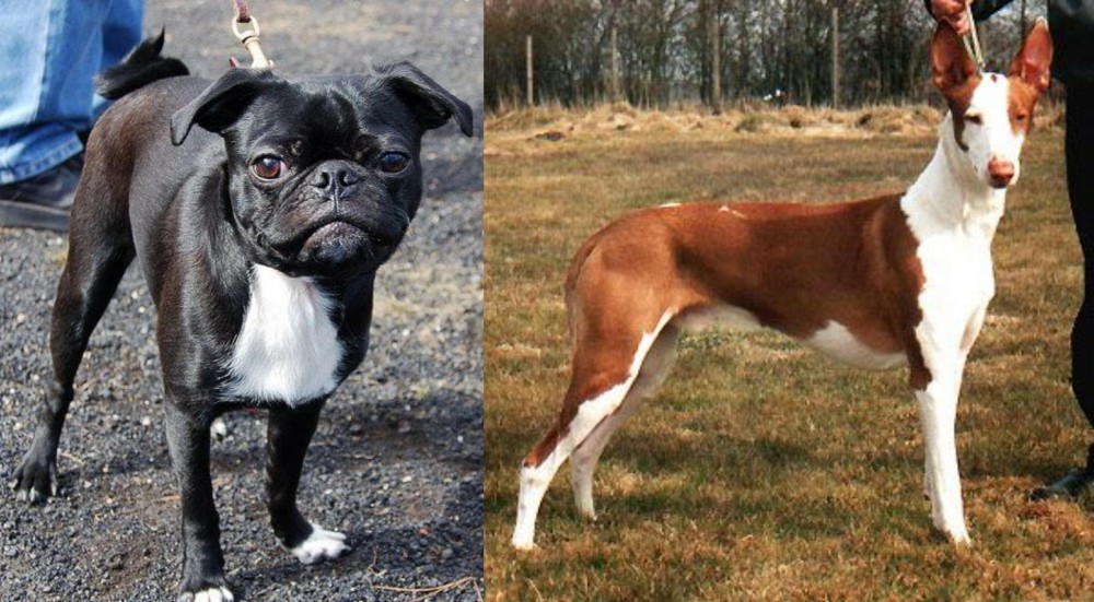 Podenco Canario vs Bugg - Breed Comparison
