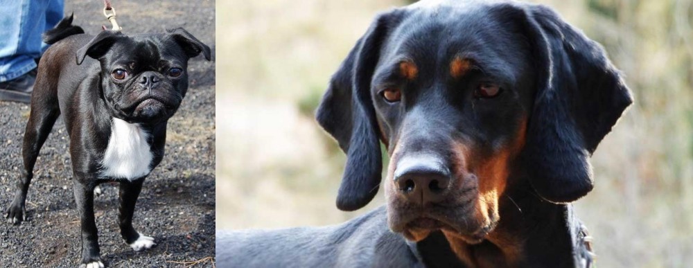 Polish Hunting Dog vs Bugg - Breed Comparison